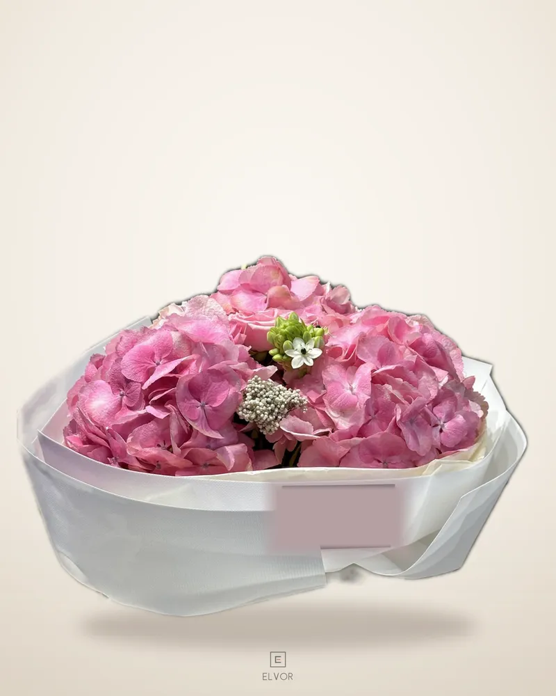 Hydrangea PINK