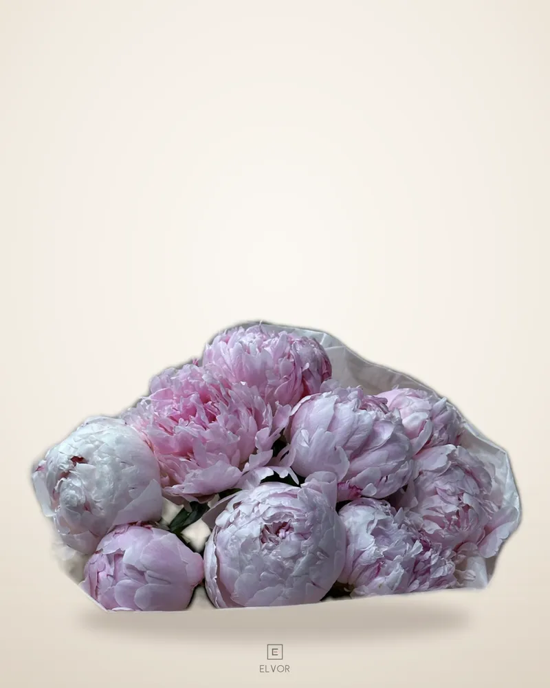 9 PEONY
