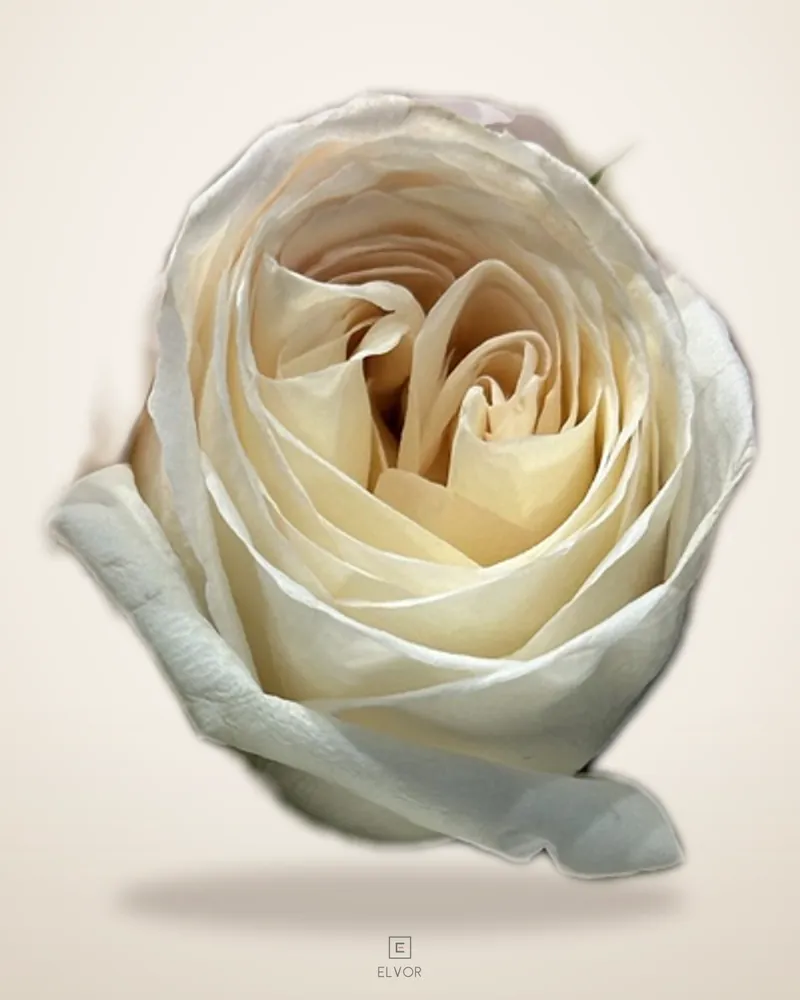 Bridal bouquet